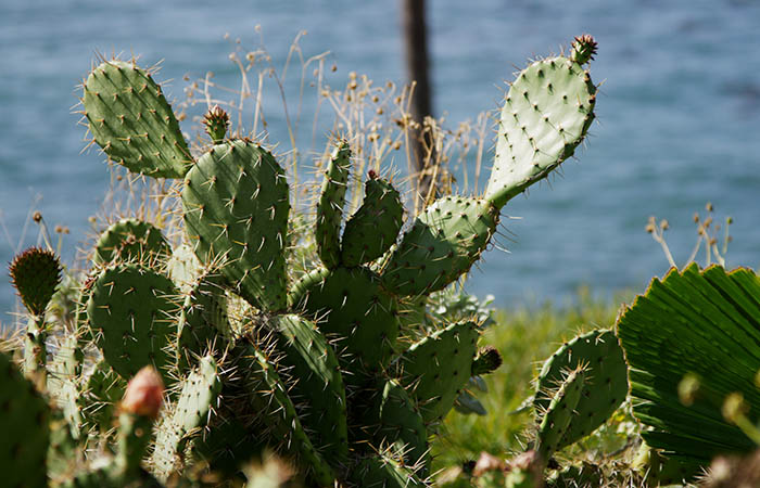 Cactus 05