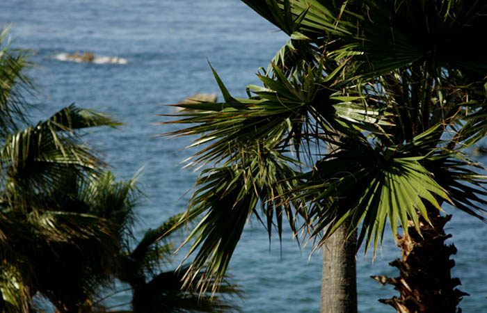Palm Trees 06