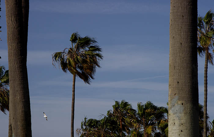 Palm Trees 11