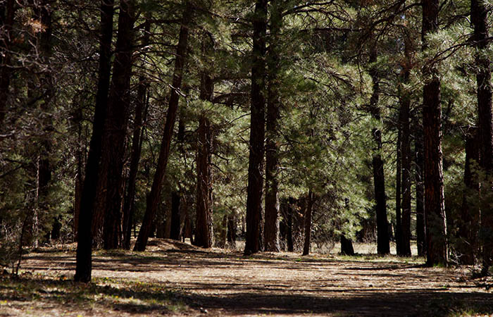 Лес 8. Лес в 7 листах. Karplusan Forest 7ув. С102-0008 леса.