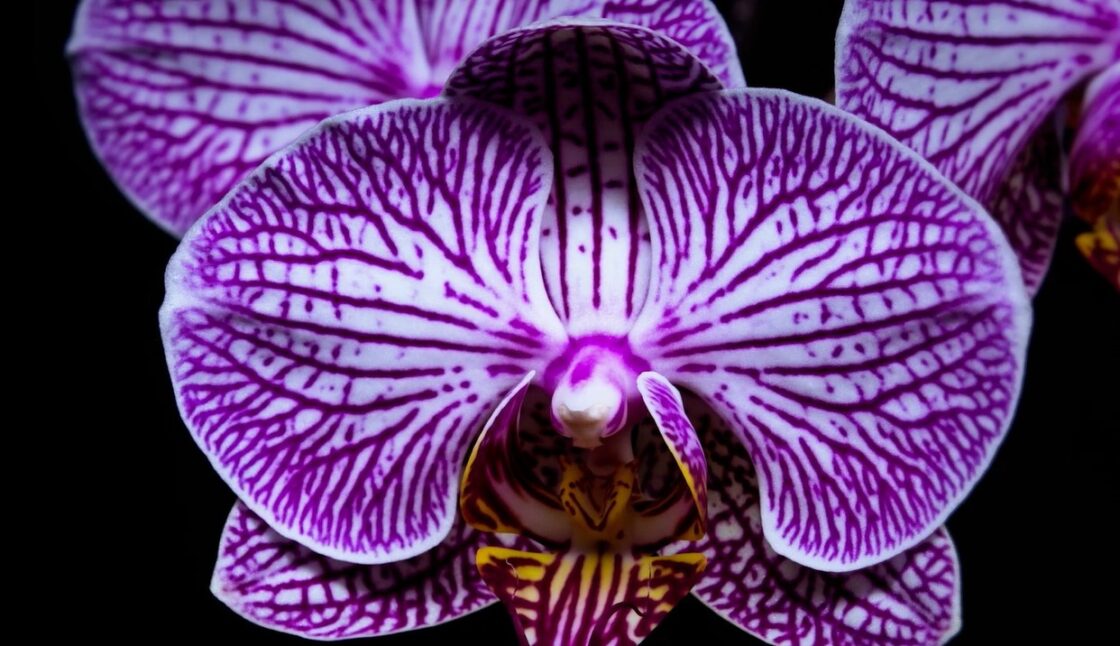 Bloom – Flower Timelapse